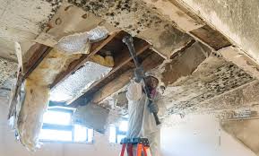 Why You Should Choose Our Mold Remediation Services in Edcouch, TX